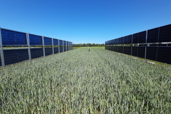 Agrivoltaic_installation_Foulum.jpg